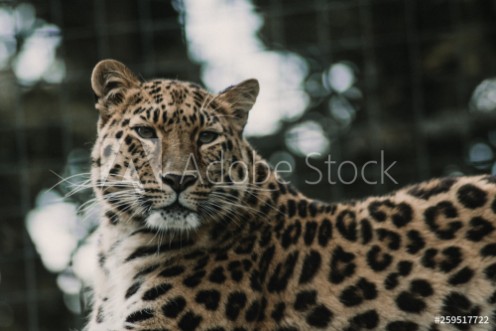 Picture of Portrait of a leopard